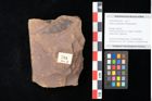 Foto (Objekt + Etikett) von Quercus palaeoilex Ettingshausen (NHMW-GEO-2024-0188-0794)